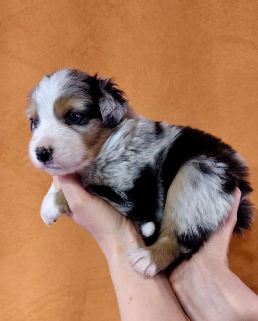 Des Etoiles D’Orion - Chiots disponibles - Berger Australien