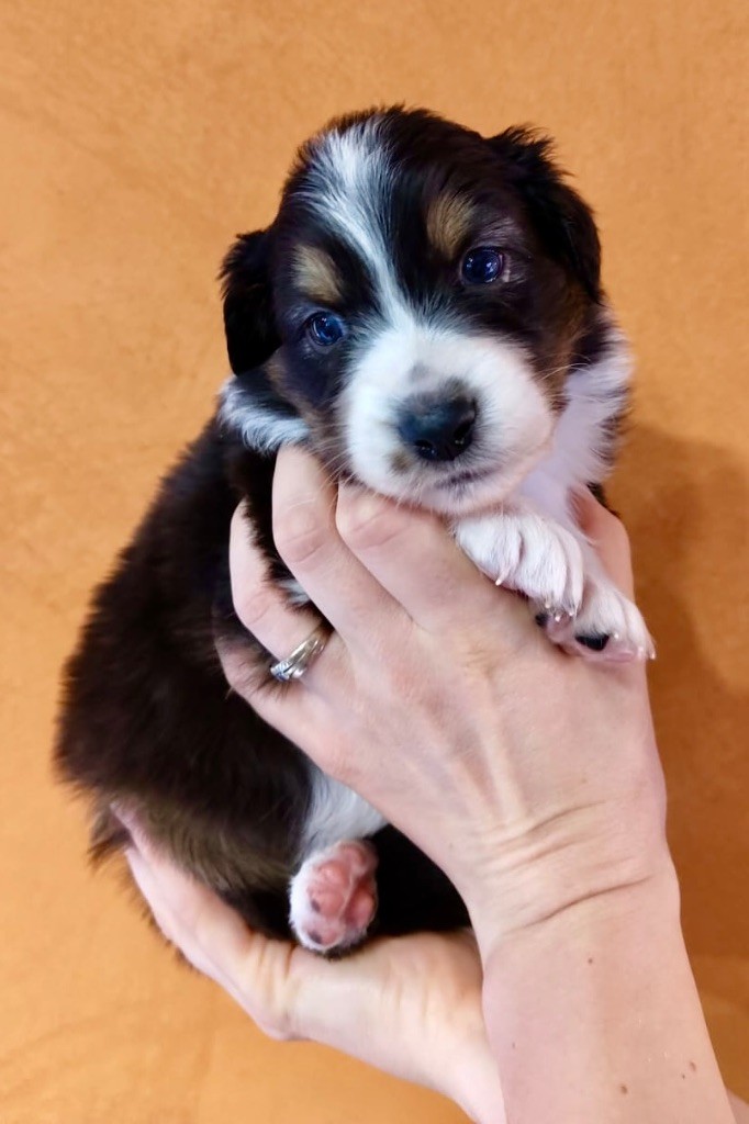 Des Etoiles D’Orion - Chiots disponibles - Berger Australien