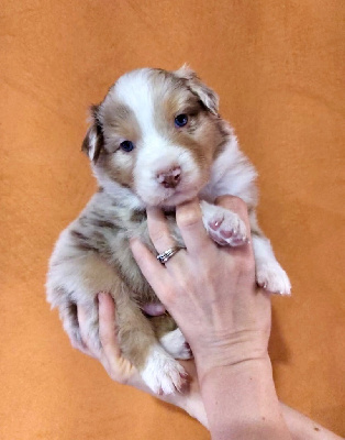 CHIOT