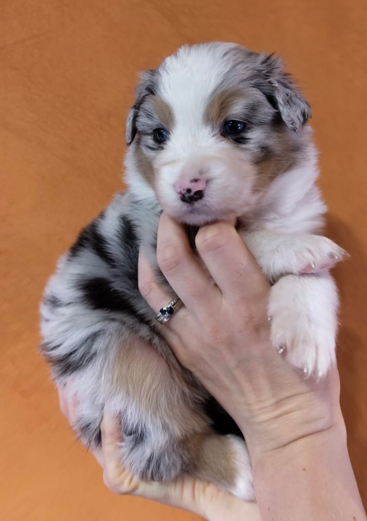 Des Etoiles D’Orion - Chiots disponibles - Berger Australien