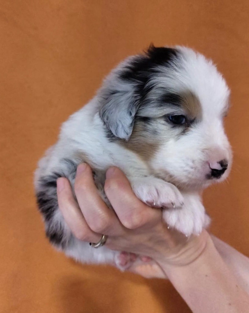 Des Etoiles D’Orion - Chiots disponibles - Berger Australien
