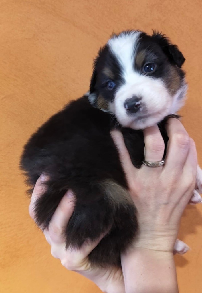 Des Etoiles D’Orion - Chiots disponibles - Berger Australien